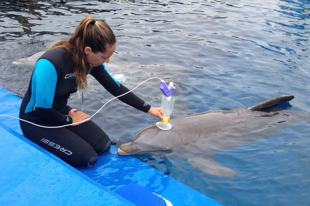 DolphinValencia Prapatsorn Medical เครื่องมือกายภาพบำบัด และตรวจปอด