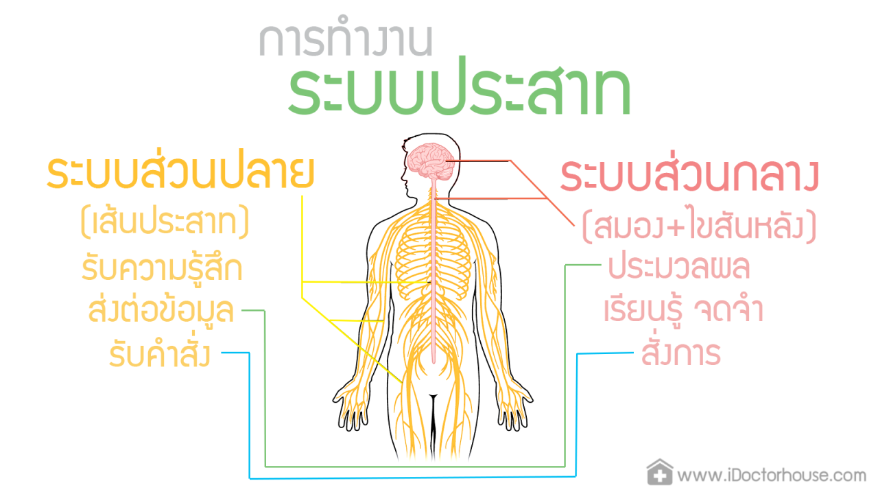 Nervous System Prapatsorn Medical เครื่องมือกายภาพบำบัด และตรวจปอด