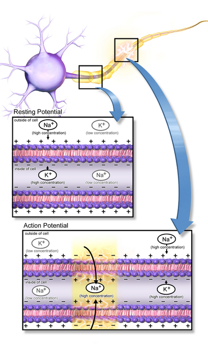 407px ActionPotential Nerve Prapatsorn Medical เครื่องมือกายภาพบำบัด และตรวจปอด