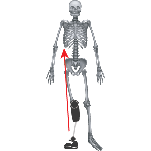 Medial-thrust-of-Prostheses2