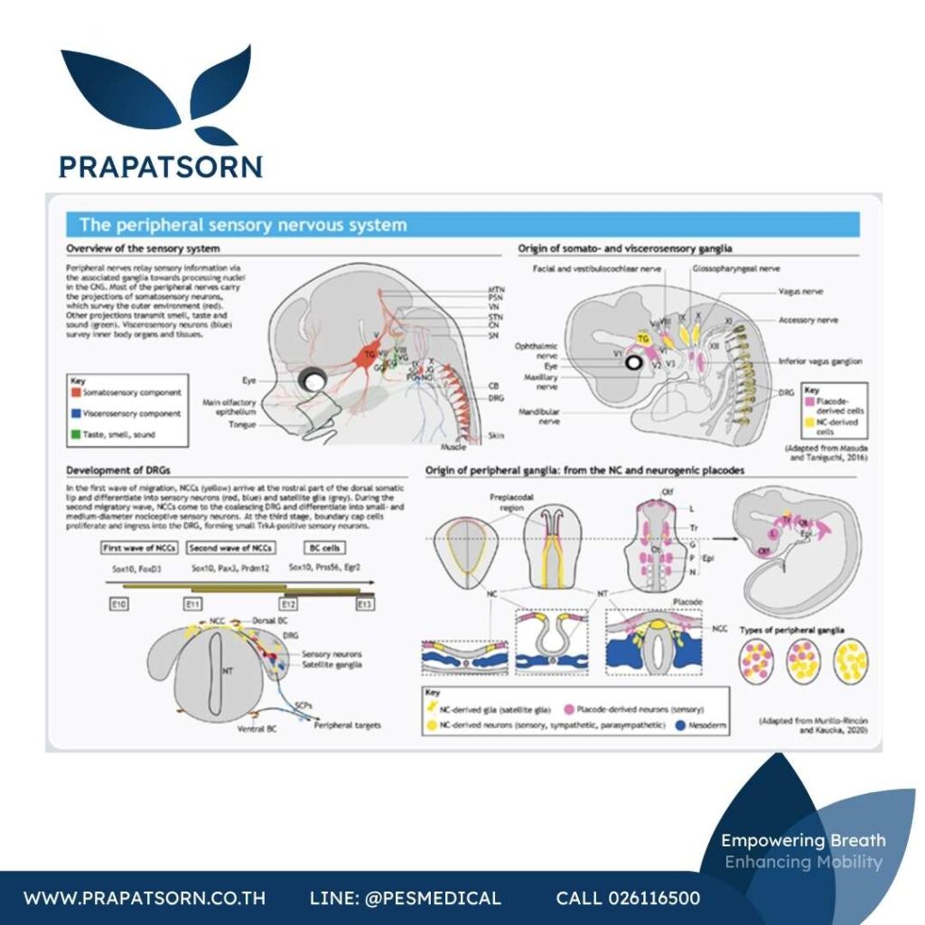 Physio Education 46 Prapatsorn Medical เครื่องมือกายภาพบำบัด และตรวจปอด