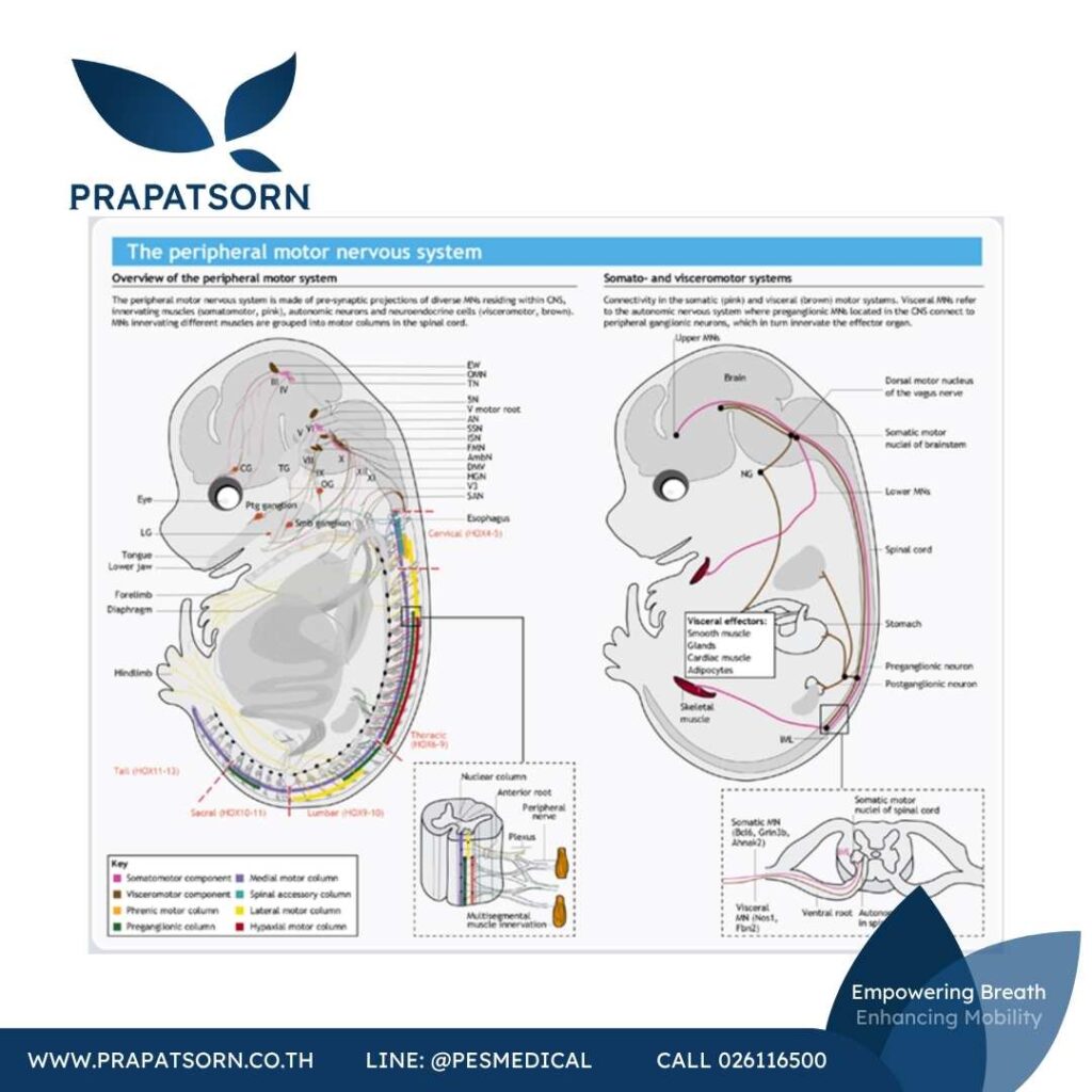 Physio Education 47 Prapatsorn Medical เครื่องมือกายภาพบำบัด และตรวจปอด