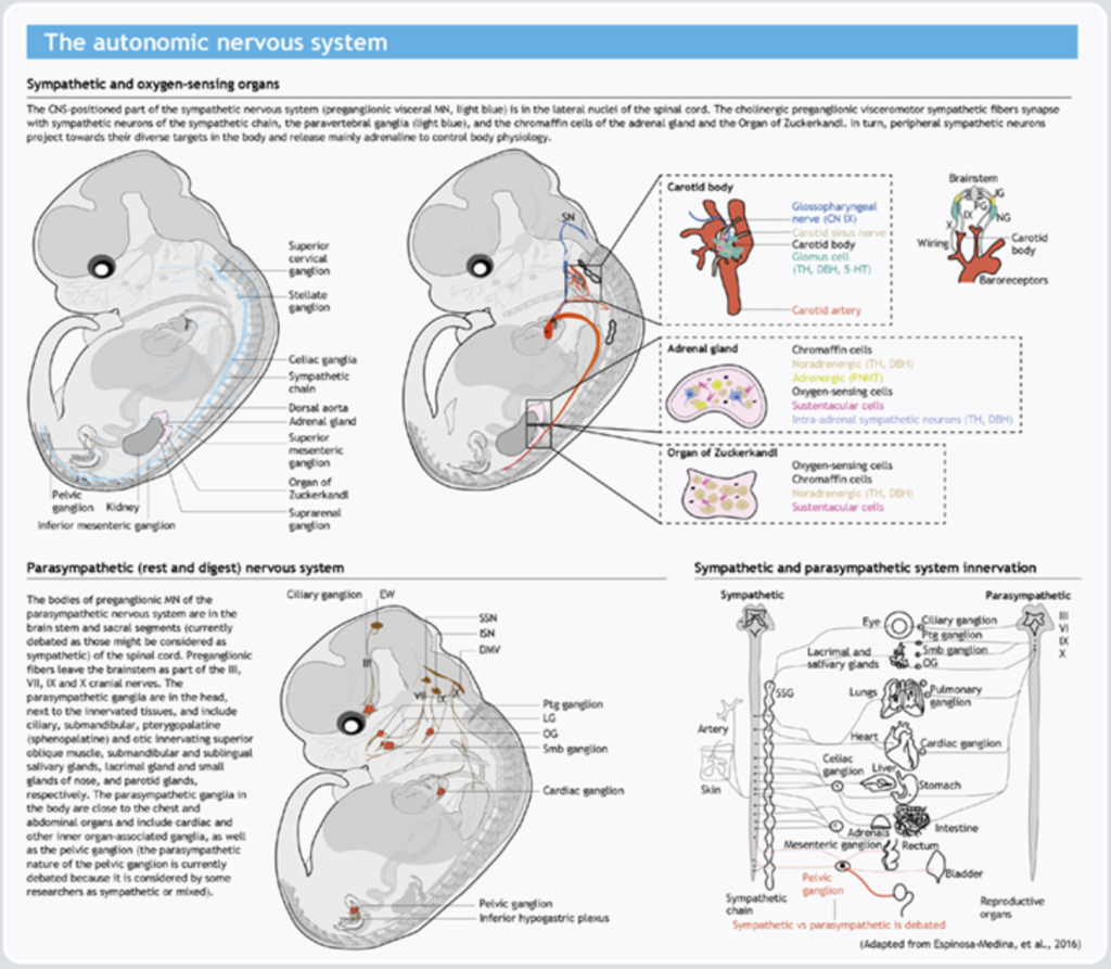 Screenshot 2569 05 21 at 12.26.57 Prapatsorn Medical เครื่องมือกายภาพบำบัด และตรวจปอด