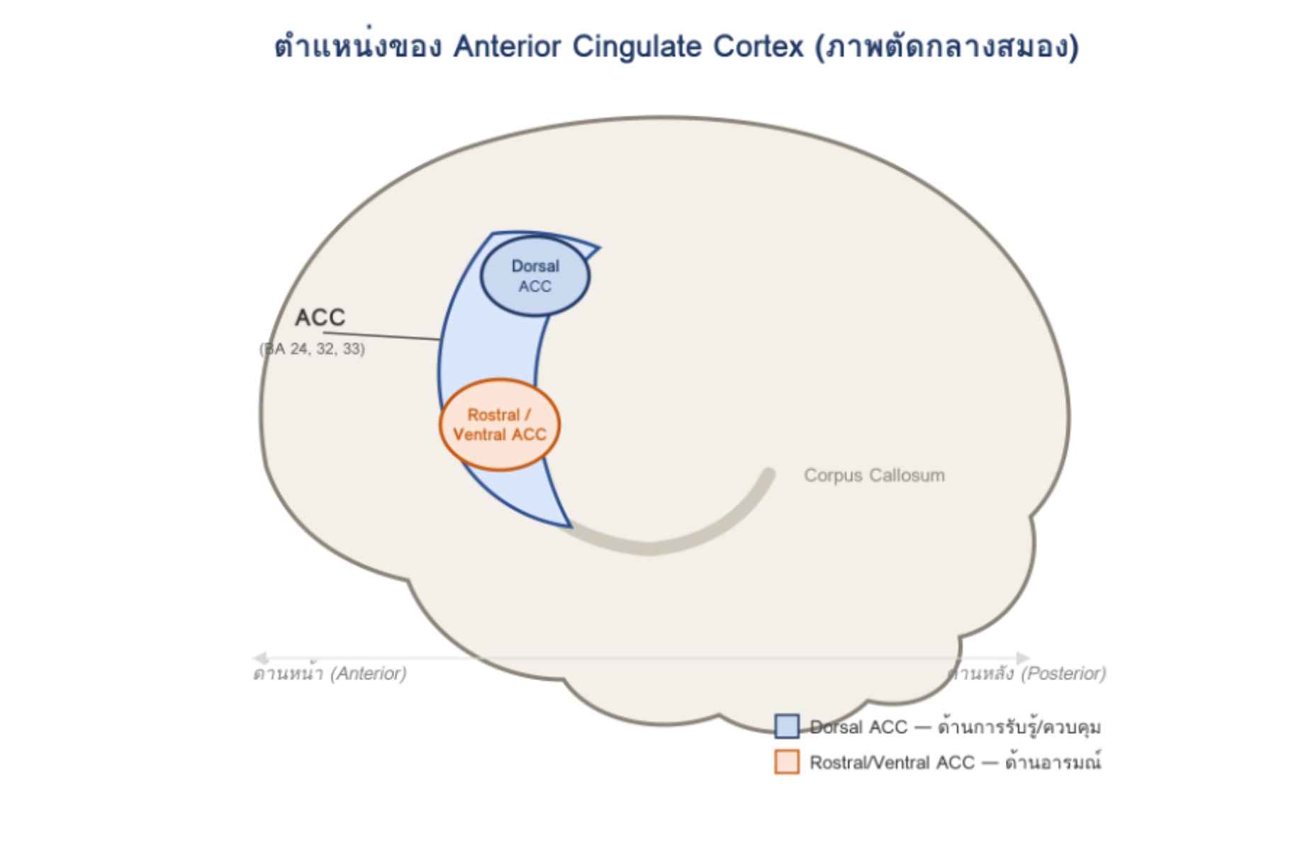 Anterior Cingulate Prapatsorn Medical เครื่องมือกายภาพบำบัด และตรวจสมรรถภาพปอด