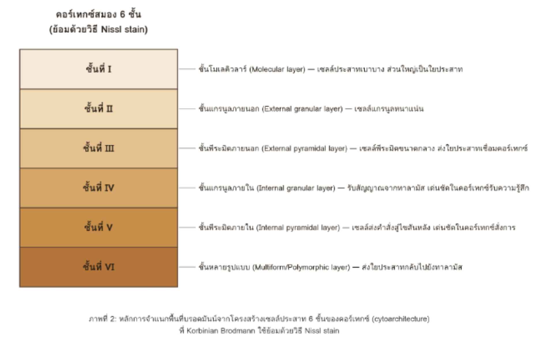Line OA 1 3 Prapatsorn Medical เครื่องมือกายภาพบำบัด และตรวจสมรรถภาพปอด