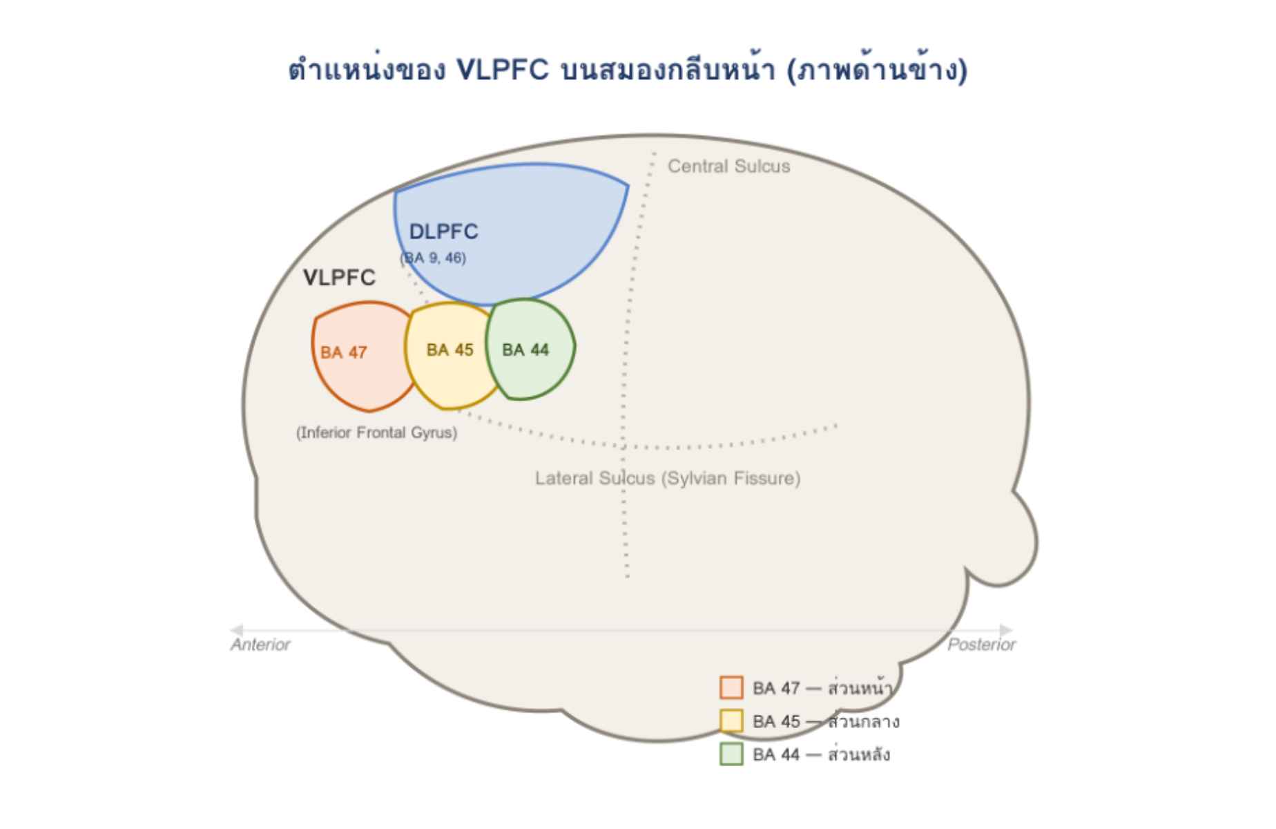 สมองส่วน VLPFC